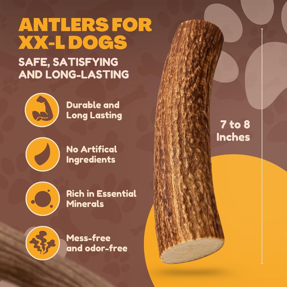 WhiteTail Naturals jumbo-xxl deer antler being chewed; durable chew session for big dogs