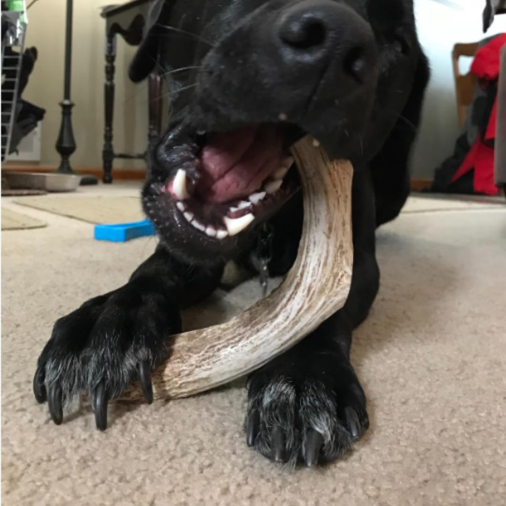 WhiteTail Naturals hand-crafted in Texas; ethically sourced deer antler for big chewers