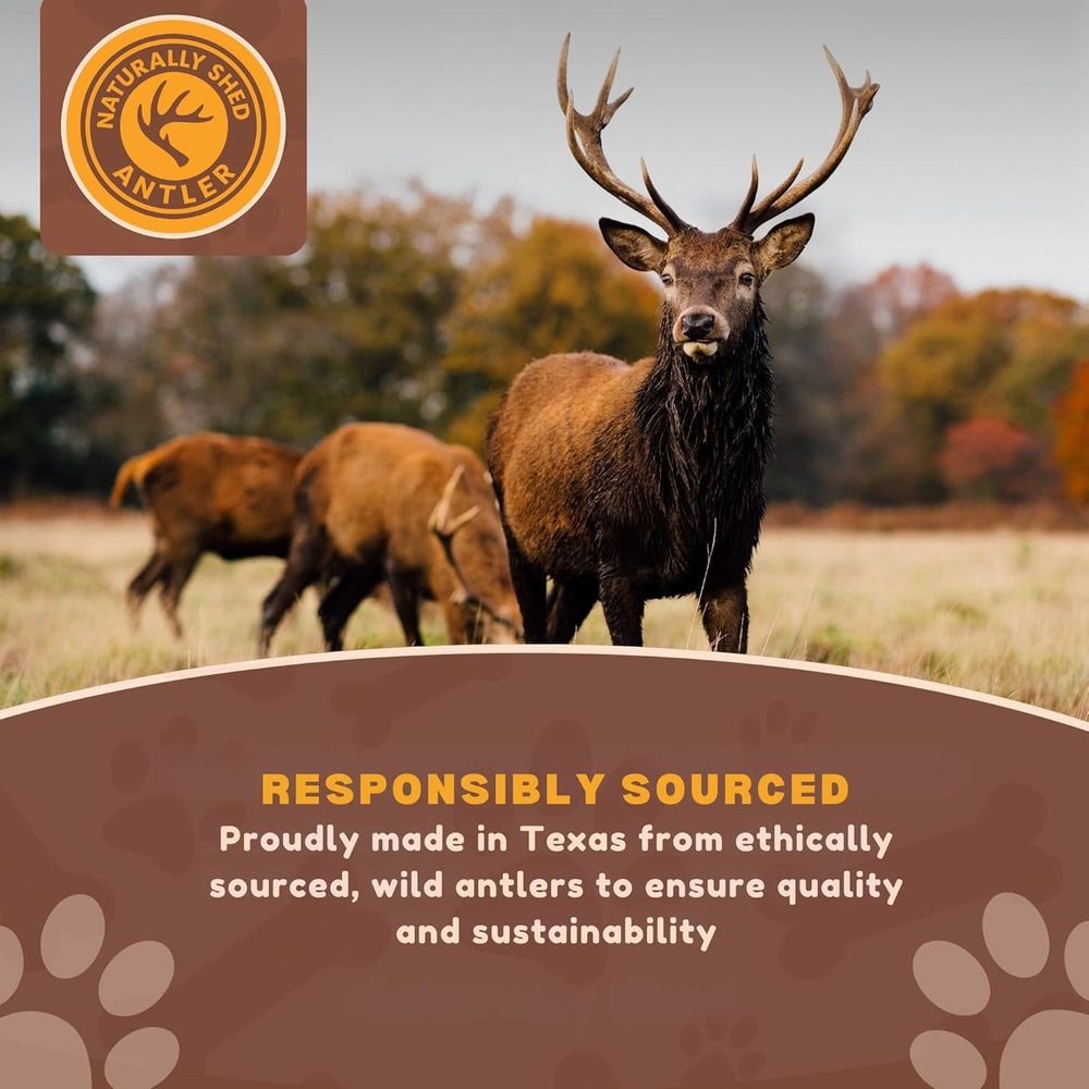 WhiteTail Naturals deer antler whole chunks for small dogs offer long-lasting entertainment.