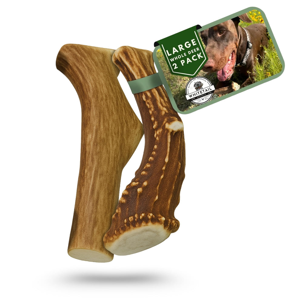 WhiteTail Naturals large deer antler chew front view for long-lasting dog entertainment