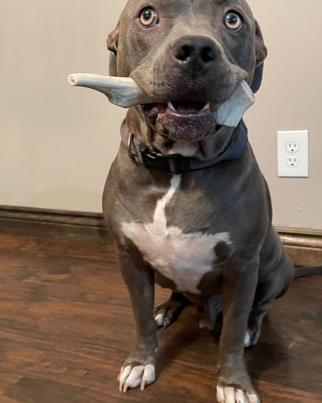 WhiteTail Naturals large-dog-enjoyment-08 captures real-life gnawing pleasure during downtime.