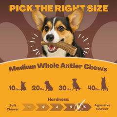 WhiteTail Naturals long-lasting antler chew—ideal for jaw engagement and boredom relief