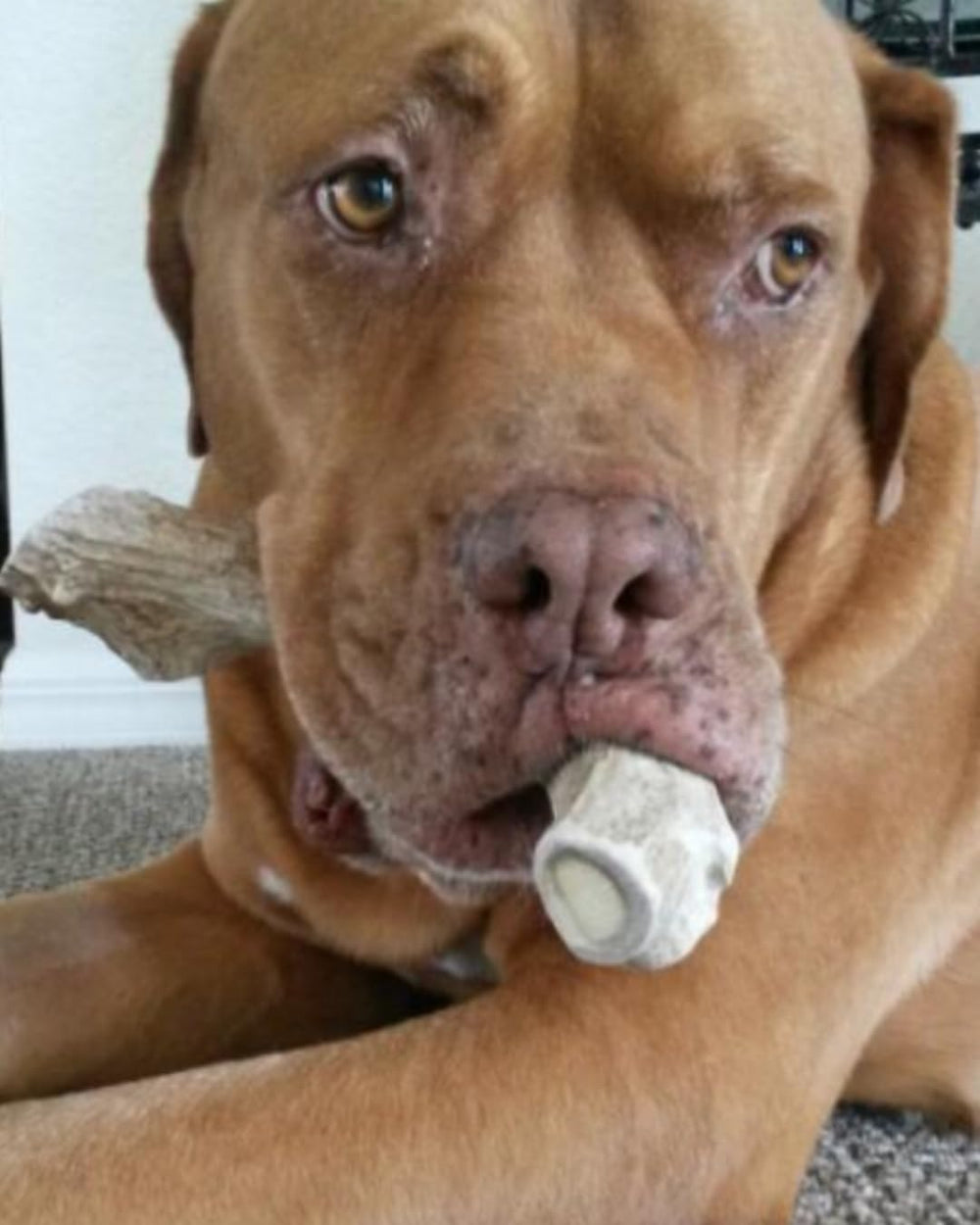 WhiteTail Naturals long-lasting chew image suggesting extended play indoors.