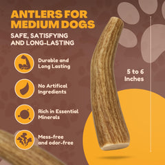 WhiteTail Naturals medium deer antler for dogs—durable, mess-free indoor chewing