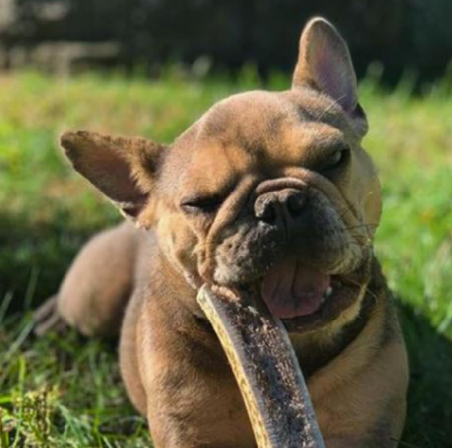 WhiteTail Naturals split chews fit medium-to-large breeds craving a long-lasting treat.