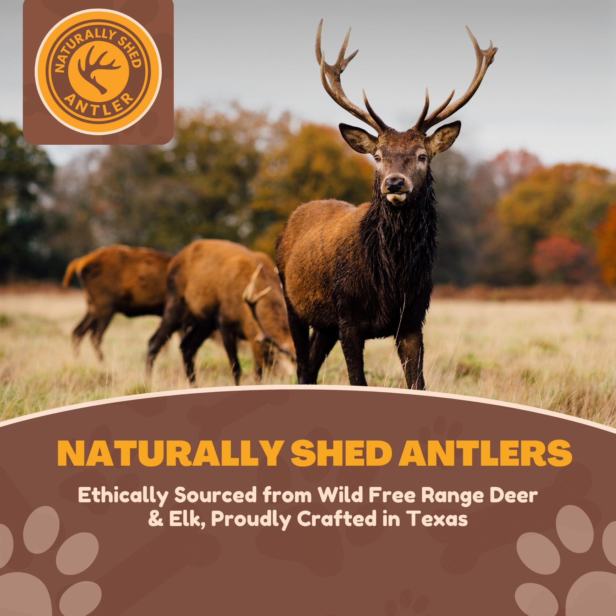 WhiteTail Naturals odorless antler chew keeps floors clean during indoors playtime.