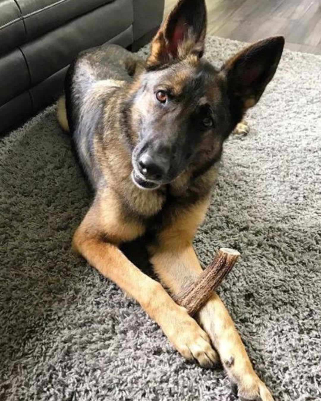 WhiteTail Naturals precision-cut-elk-antler-09 emphasizes consistent size and safer chewing.