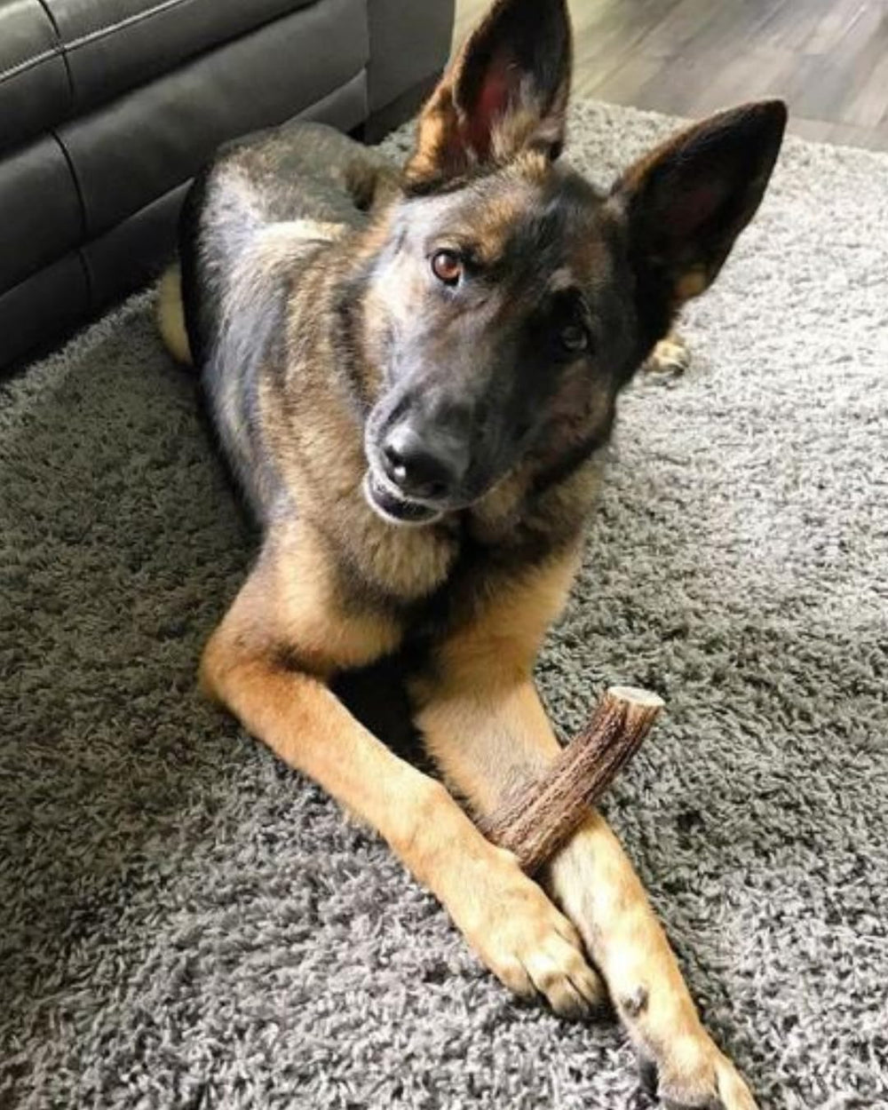 WhiteTail Naturals precision-cut-elk-antler-09 emphasizes consistent size and safer chewing.