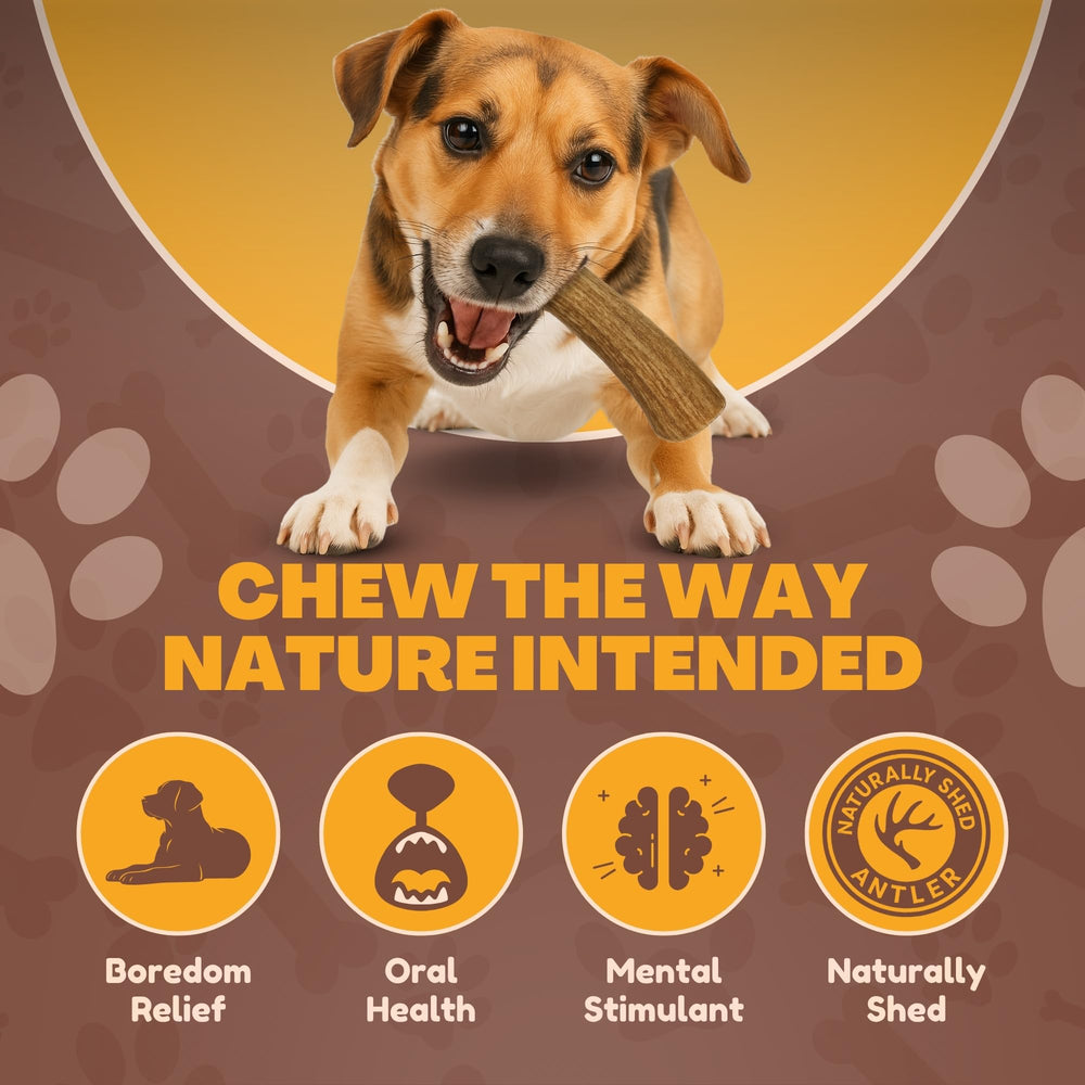 WhiteTail Naturals safely trimmed antler chew—soft edges reduce injury risk during chewing