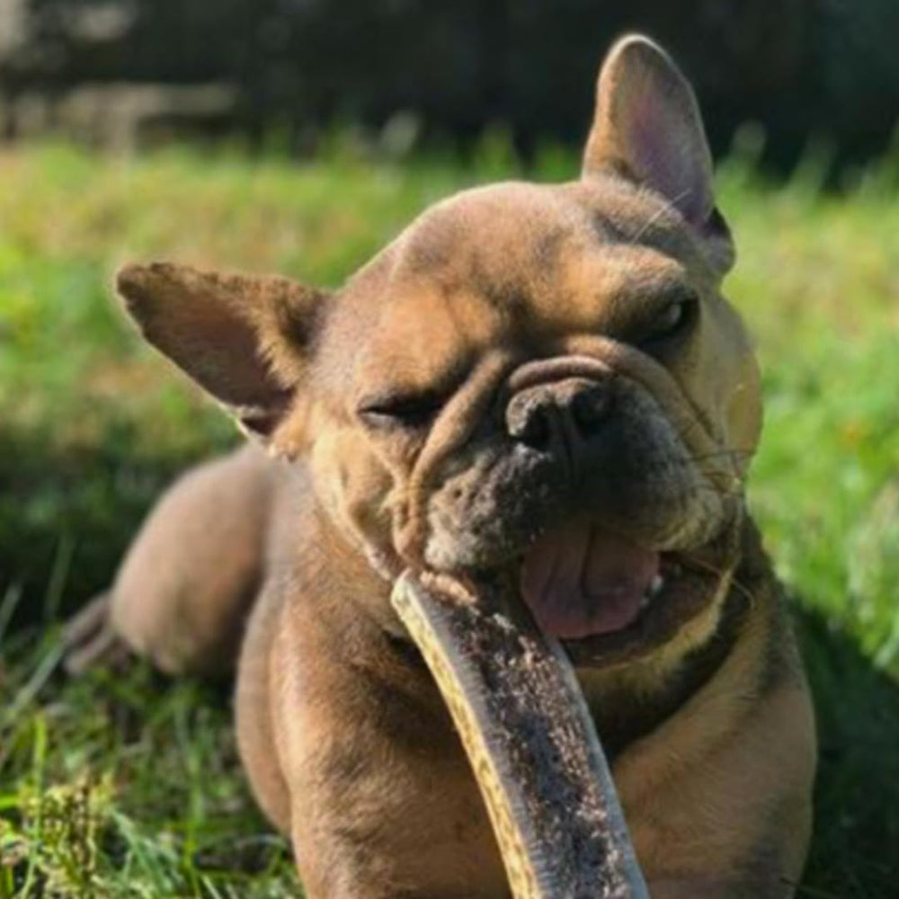 WhiteTail Naturals split-cut edges are sanded for safer chewing