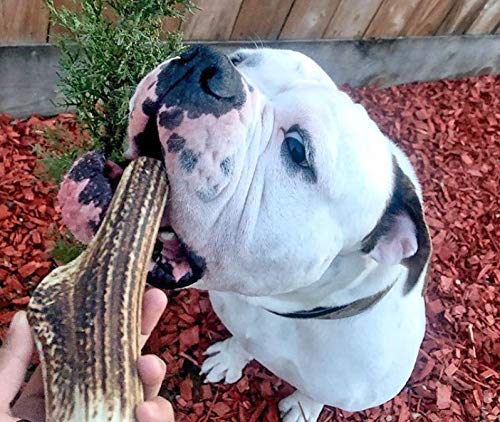 WhiteTail Naturals USA-made antler chews offer a durable, natural alternative to rawhide.