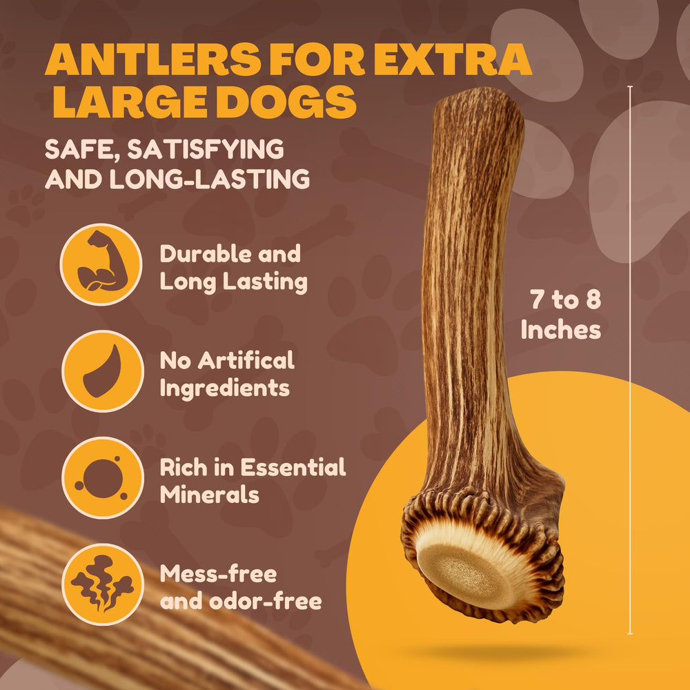 WhiteTail Naturals XL Elk Antler closeup-sizings highlights natural format