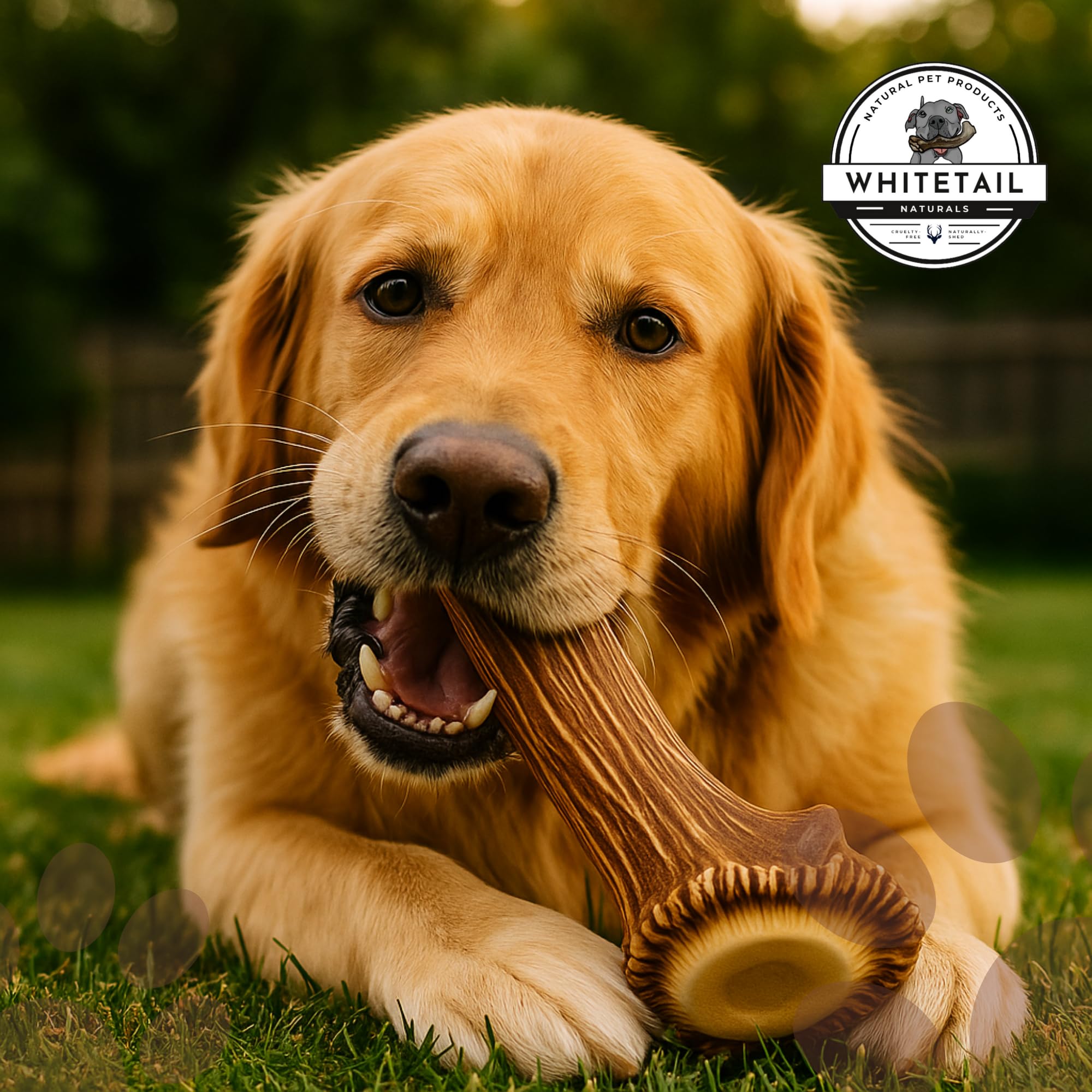 WhiteTail Naturals XL Elk Antler dog-enthusiasm captures focused chewing