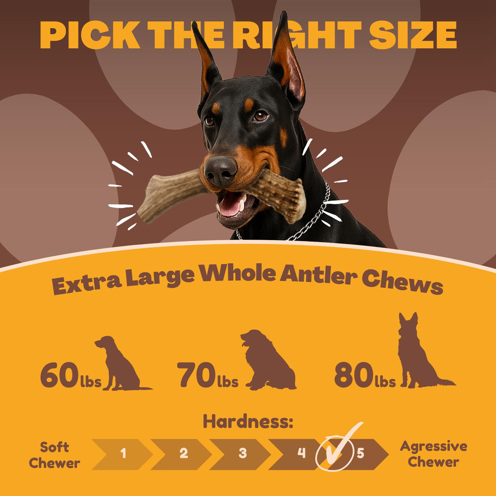 WhiteTail Naturals XL Elk Antler edge-sanded for safe chewing
