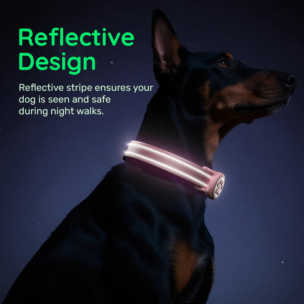 WhoseID D-ring attachment points for leash and tags on a sturdy nylon collar