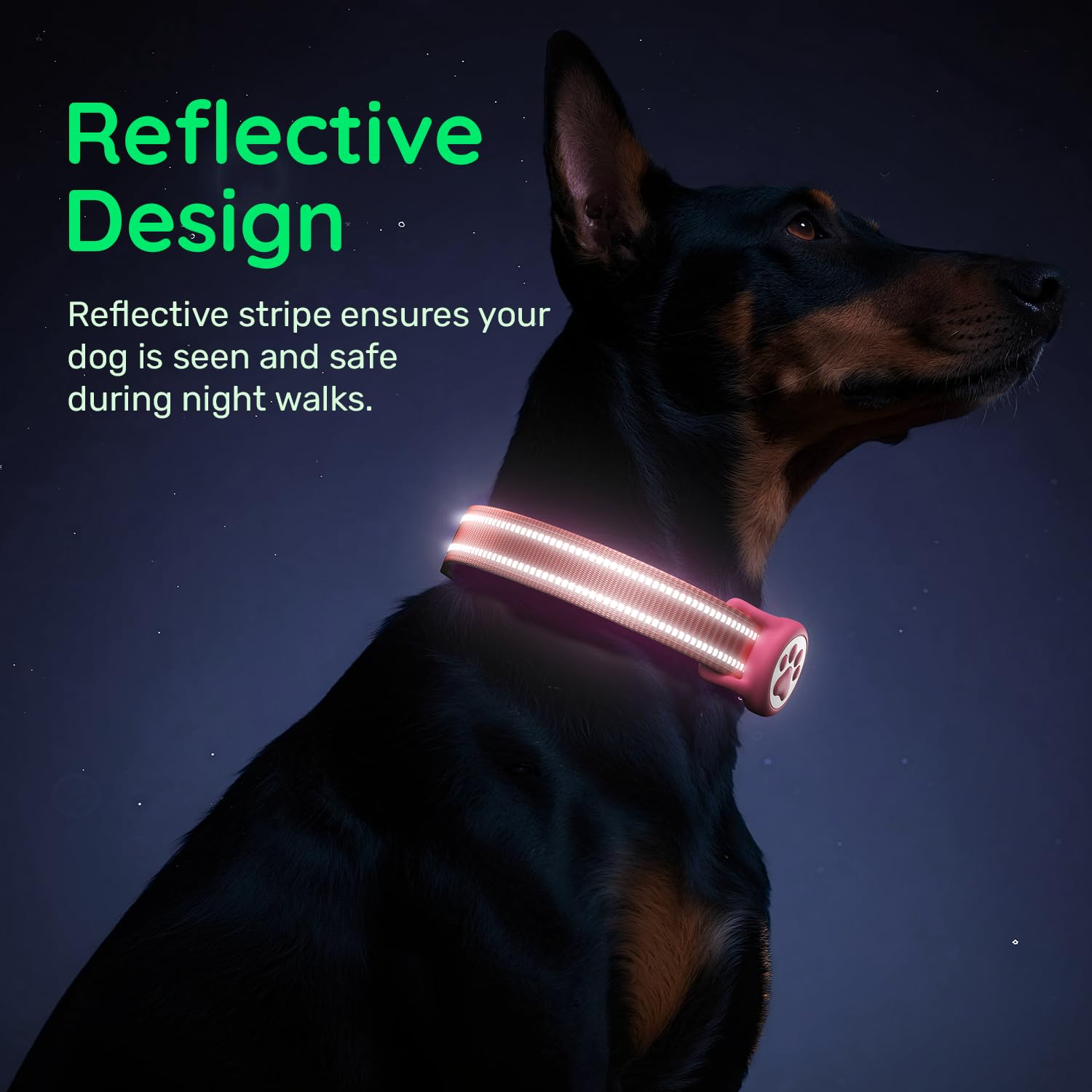 WhoseID safety locking buckle secures the collar during active play.