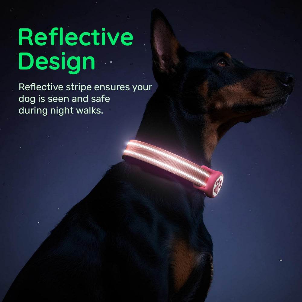 WhoseID safety locking buckle secures the collar during active play.