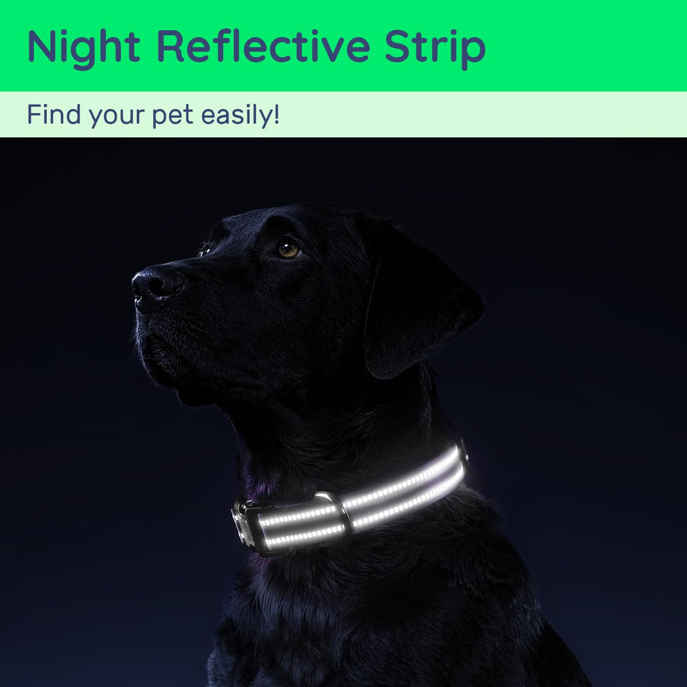 WhoseID adjustable-size collar demonstrates four sizes for a secure fit.