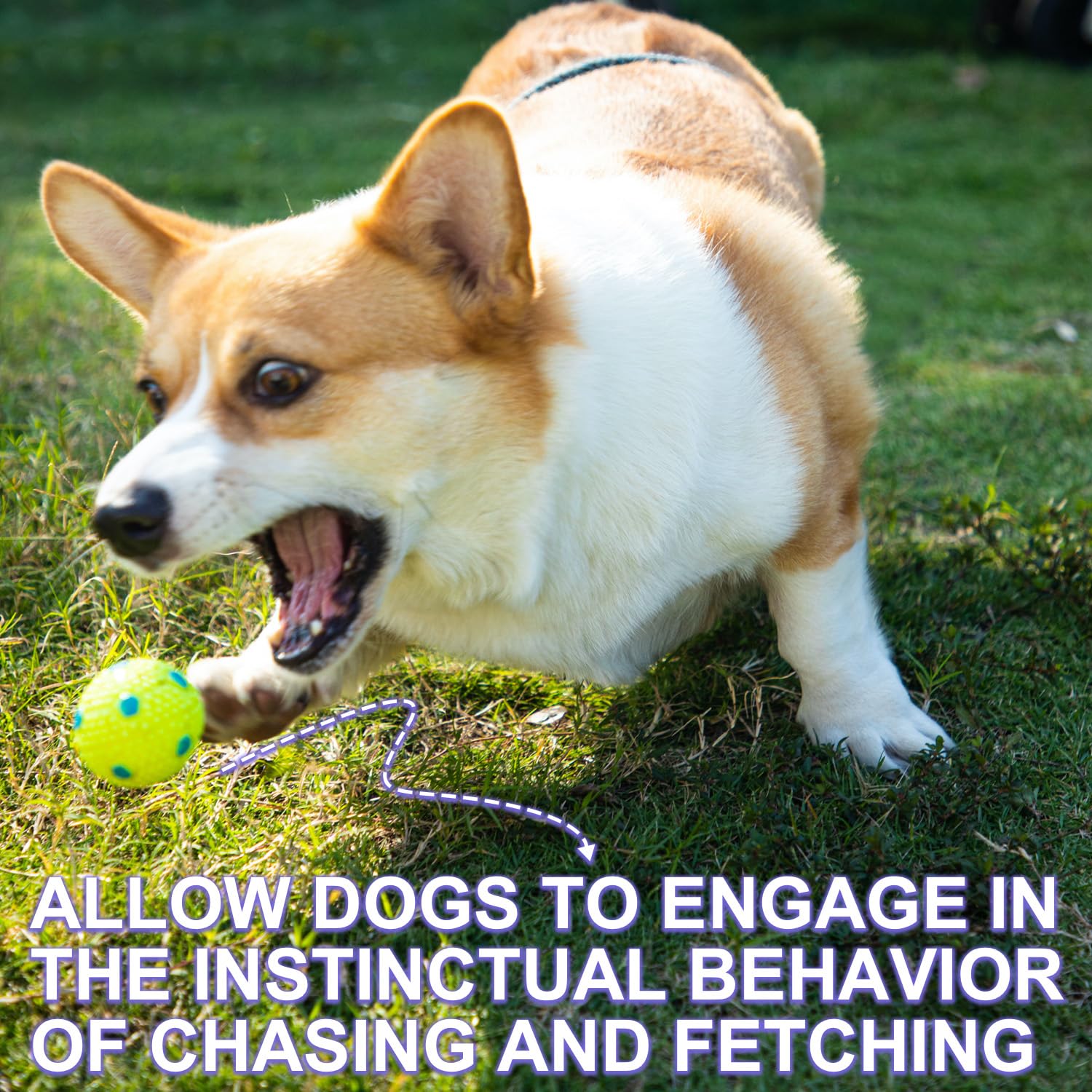WIGGLYTAIL dog balls compatible with automatic launcher for easy fetch.