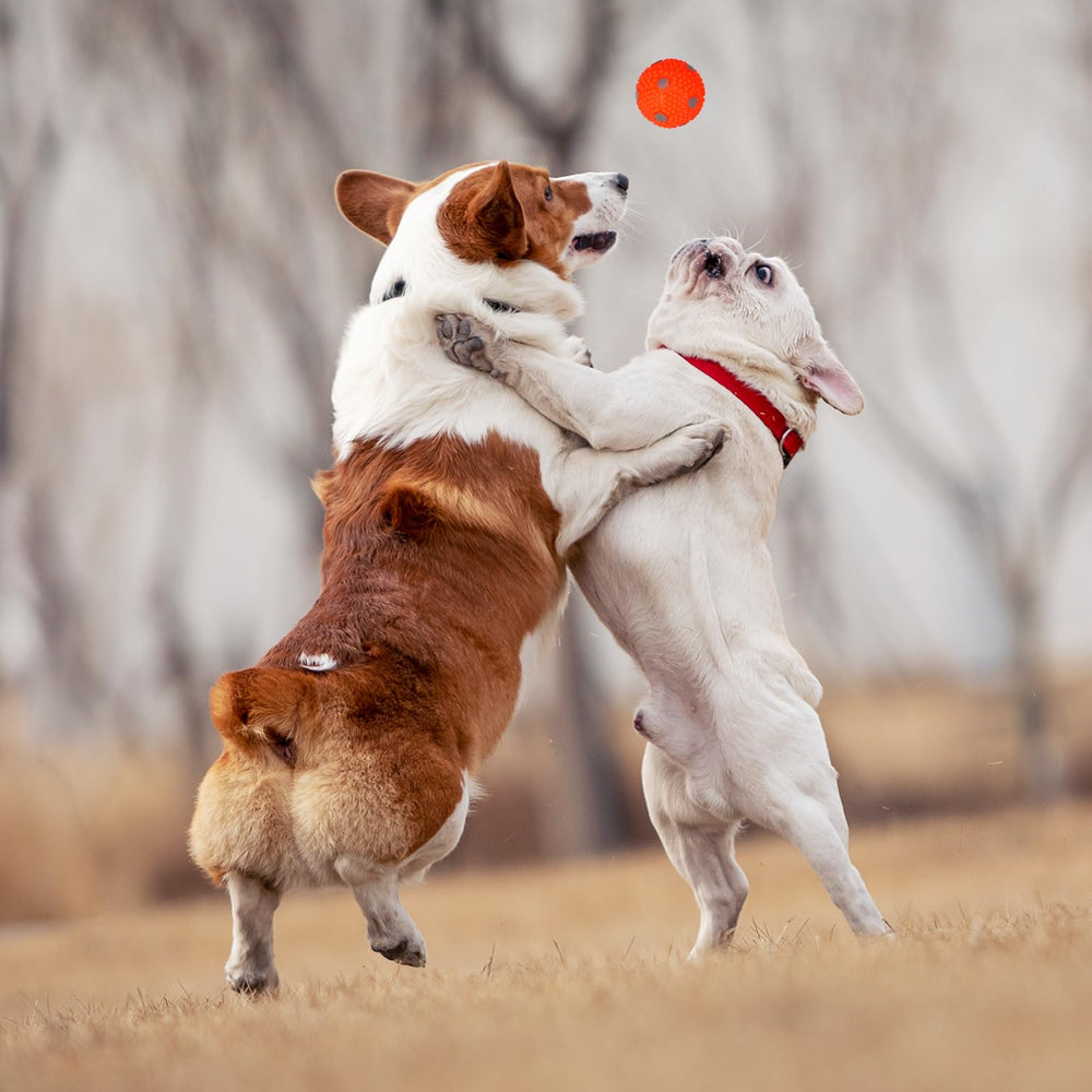WIGGLYTAIL outdoor play scene showing enrichment with small-dog friendly balls