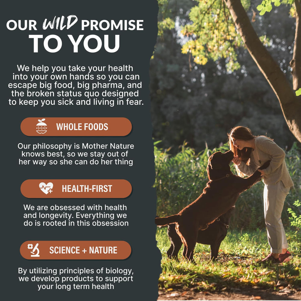Wild Foods Dog Bone Broth Powder ready-to-serve bowl shows easy feeding for active dogs.