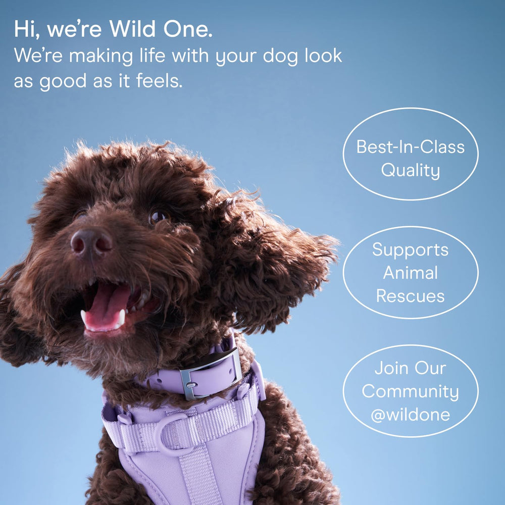Wild One eucalyptus dog wipes facial area-safe use image shows gentle care.