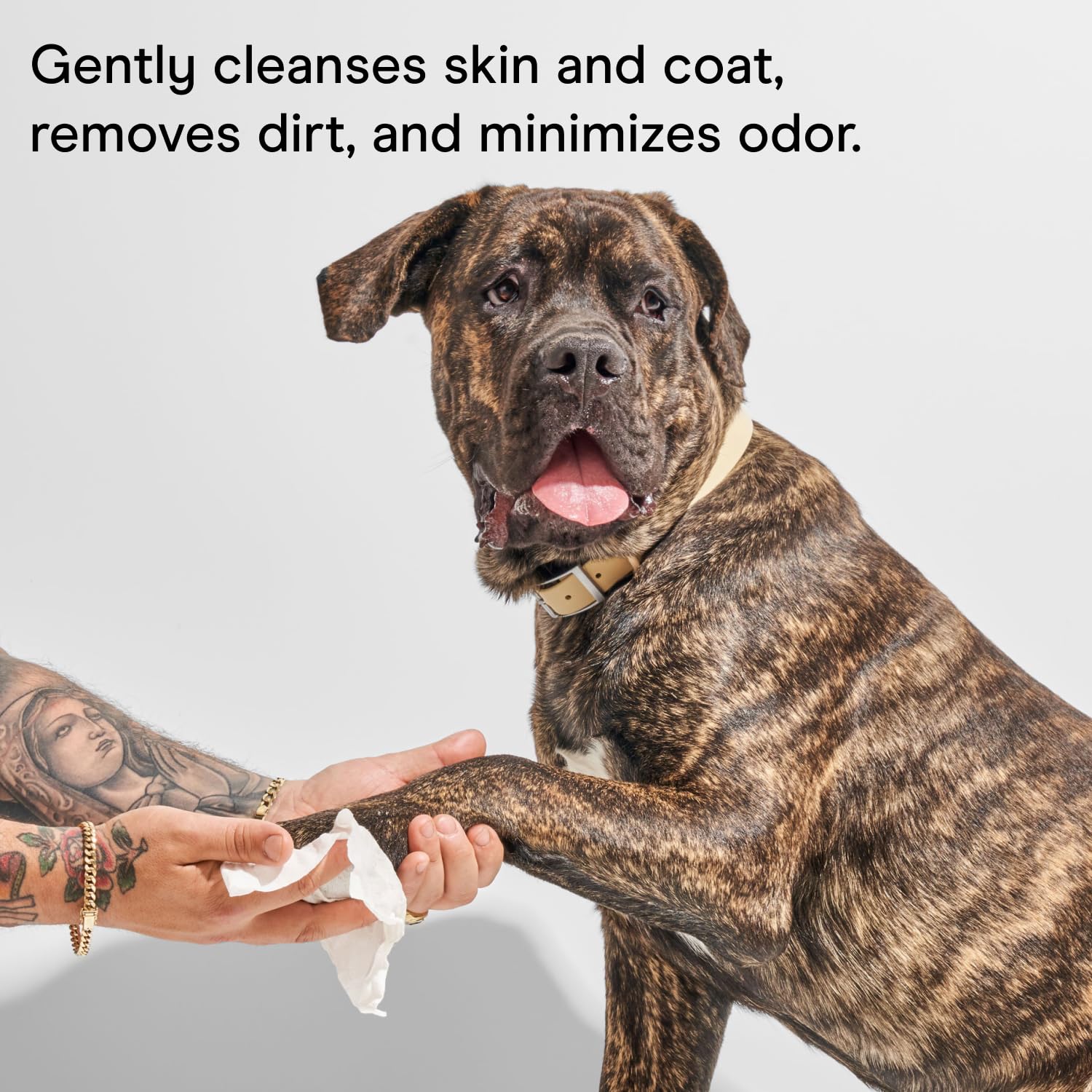 Wild One eucalyptus dog wipes paw-cleaning scene demonstrates quick dirt control.