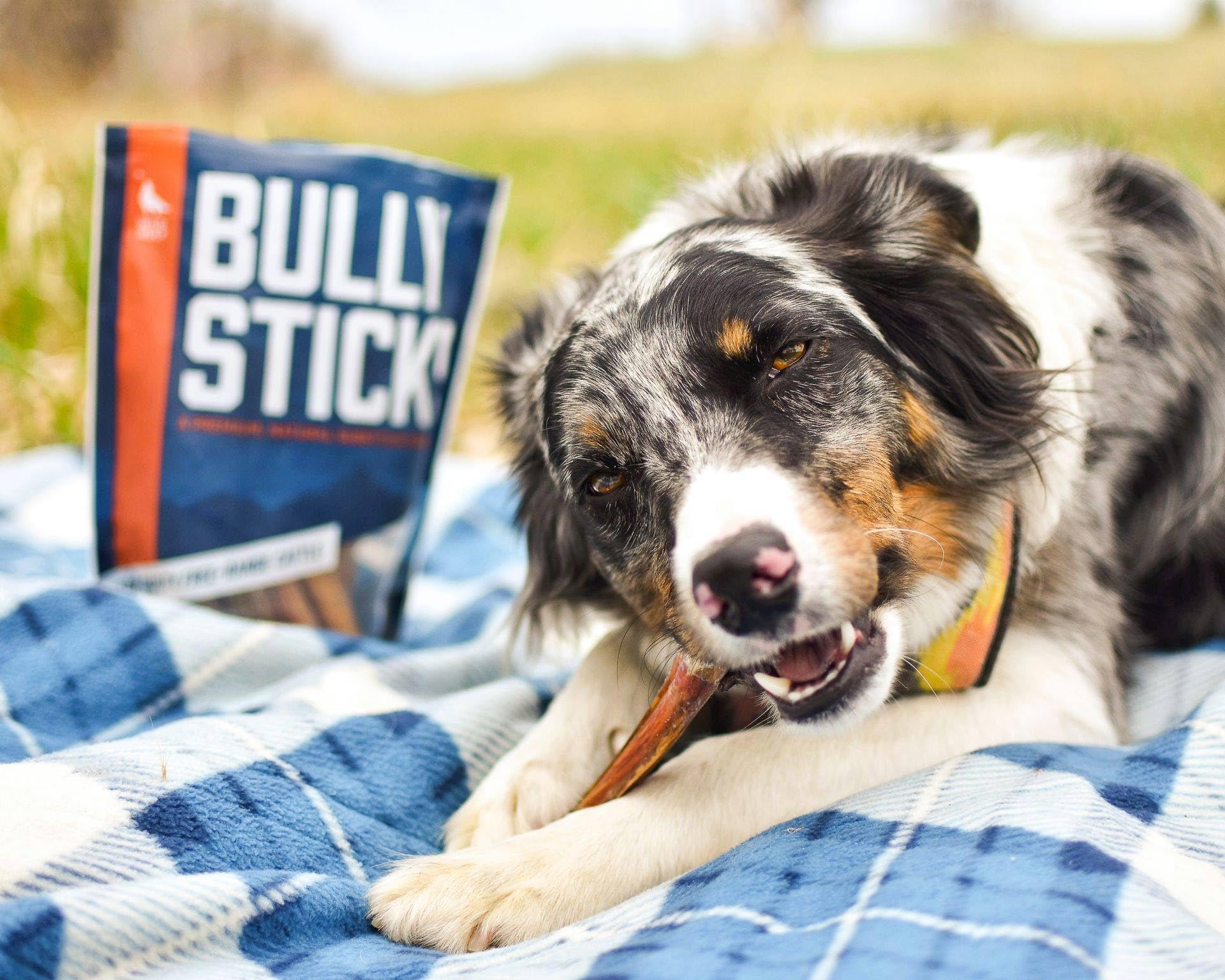 Wild Wolf Angus Bully Stick 12-inch-size demonstrates durable, long chew for dogs of all sizes