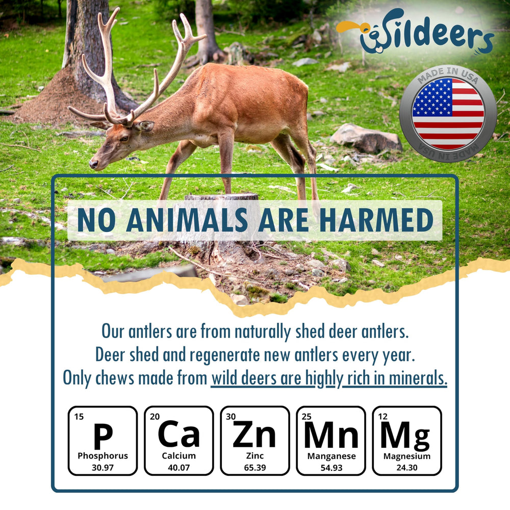 Wildeers mineral-rich antlers provide a nutrient-dense treat for dogs.