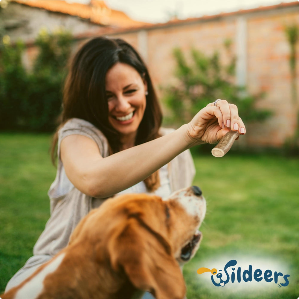 Wildeers Premium Deer Antlers suited for small dogs or puppies supports safe, satisfying gnawing.