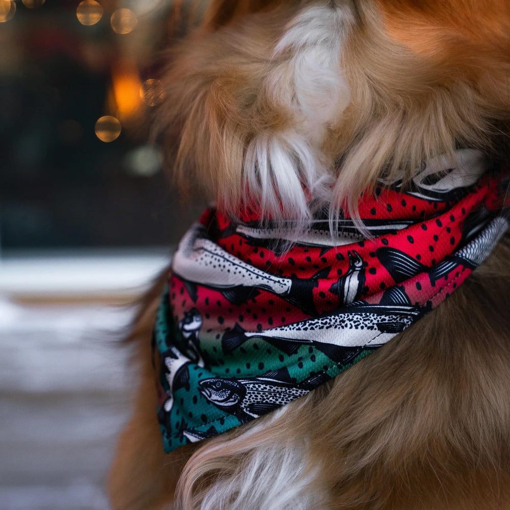 Wilderdog bandana lifestyle shot showing versatile outdoor use.