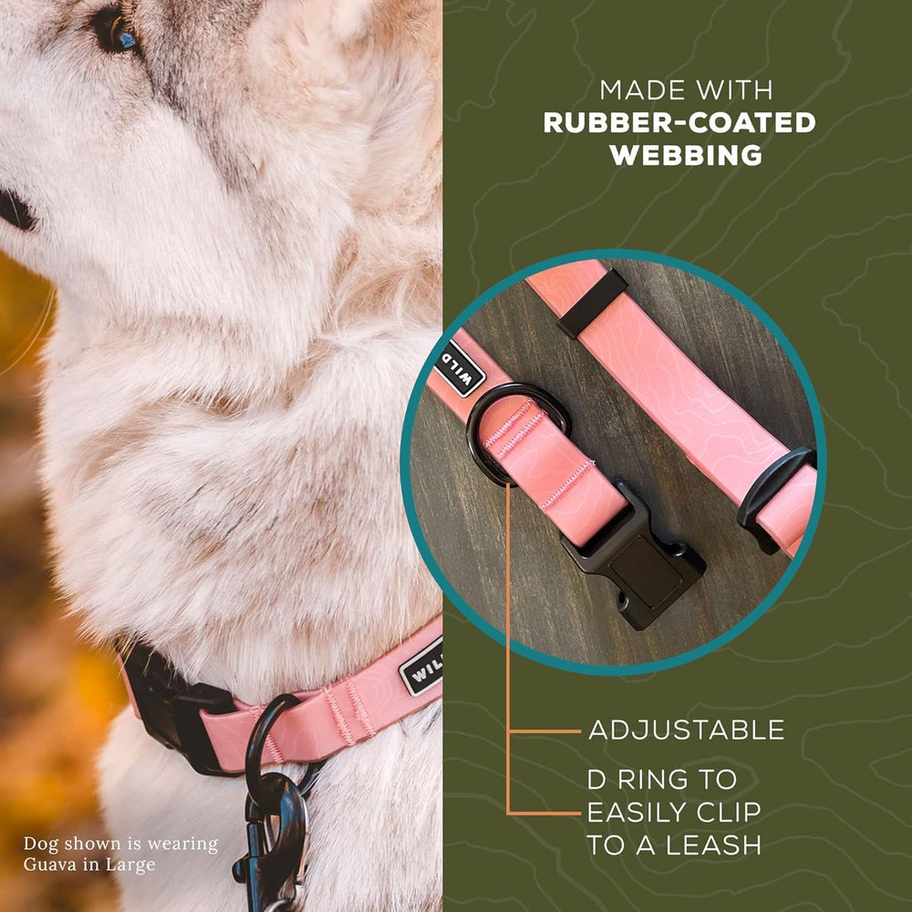 Wilderdog collar guava buckle-closeup emphasizes sturdy hardware for rugged trails.