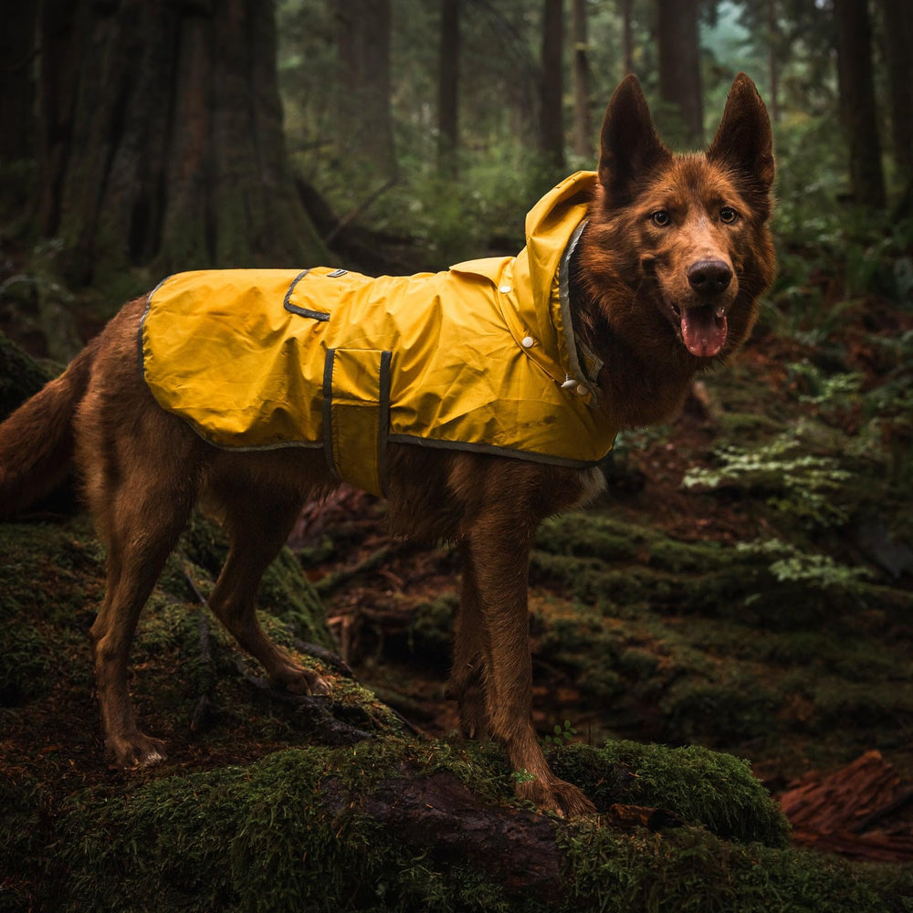 Wilderdog jacket size chart guides accurate back length and torso fit.