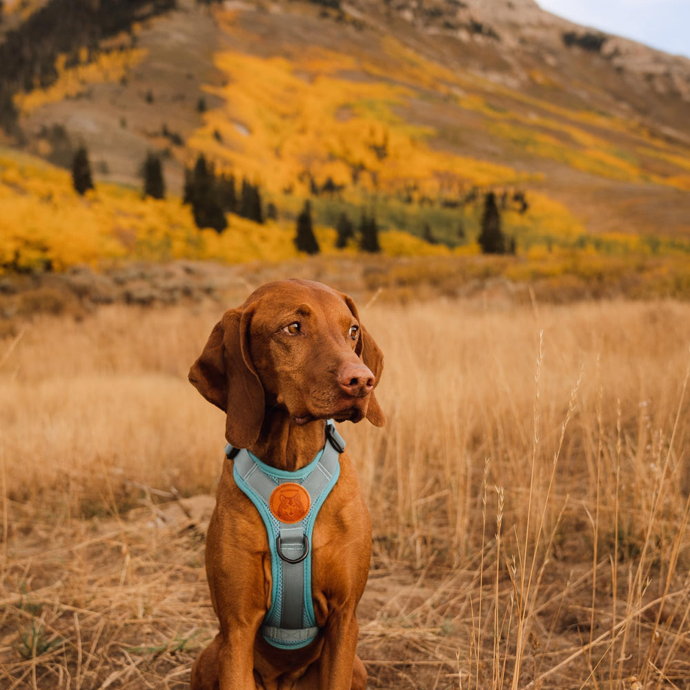 Wilderdog back D-ring attachment offers versatile leash options