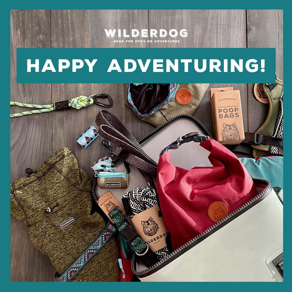 Wilderdog on hiking trail shows reliable collar for everyday outdoor walks.