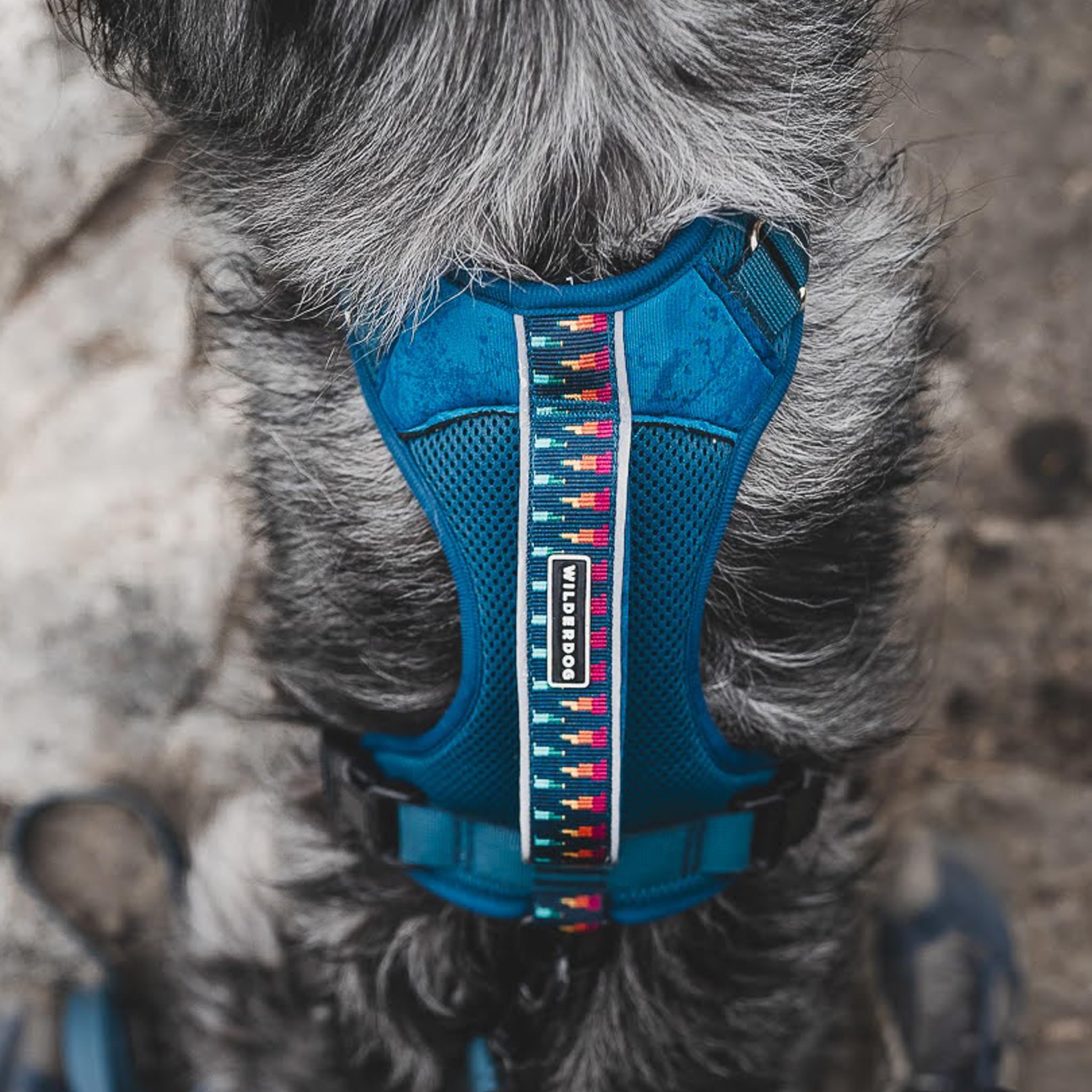 Wilderdog Pacific Blue back view shows back D-ring and secure fit for trails