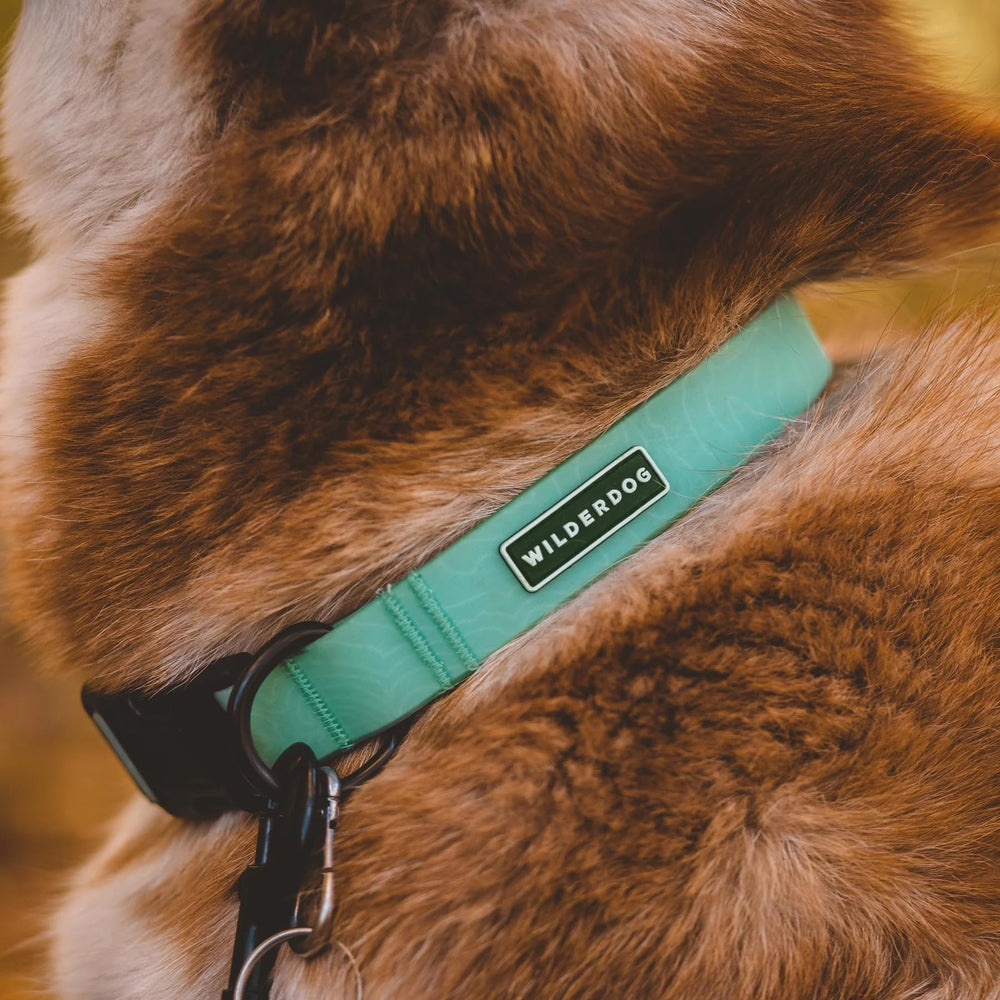 Wilderdog seafoam collar in packaging ready for outdoor use