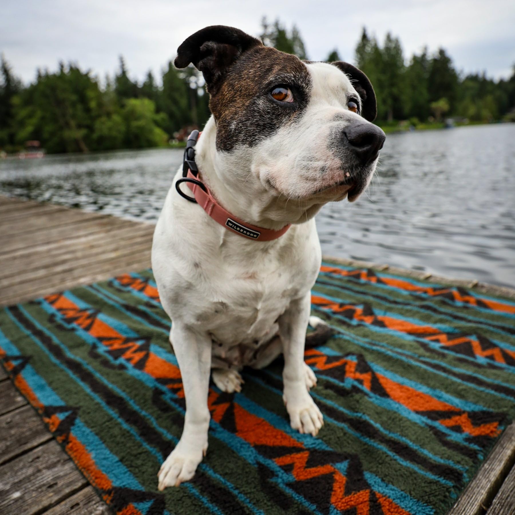 Wilderdog Sherpa fleece waterproof dog blanket olive on couch provides cozy warmth