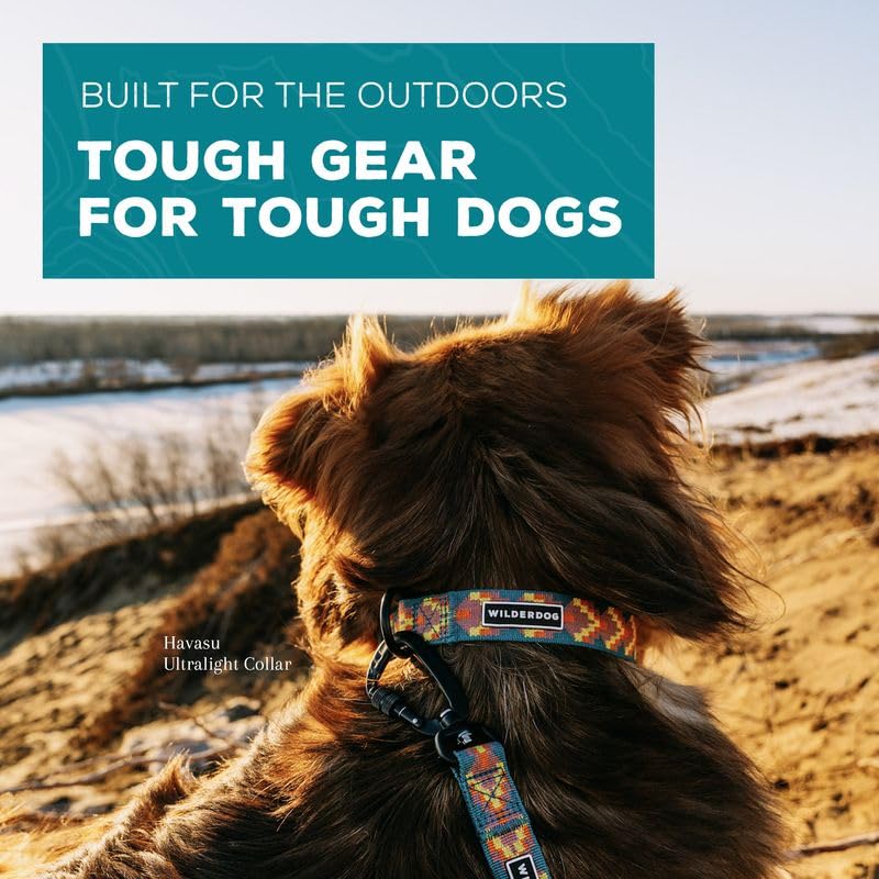 Wilderdog Ultralight Collar Orca on a hiking dog, ready for outdoor adventures.