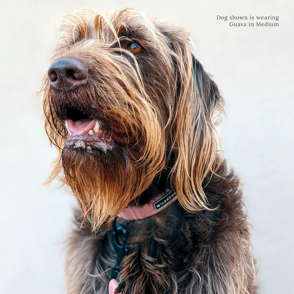 Wilderdog waterproof collar guava dirt-repellent helps keep gear cleaner after muddy adventures.