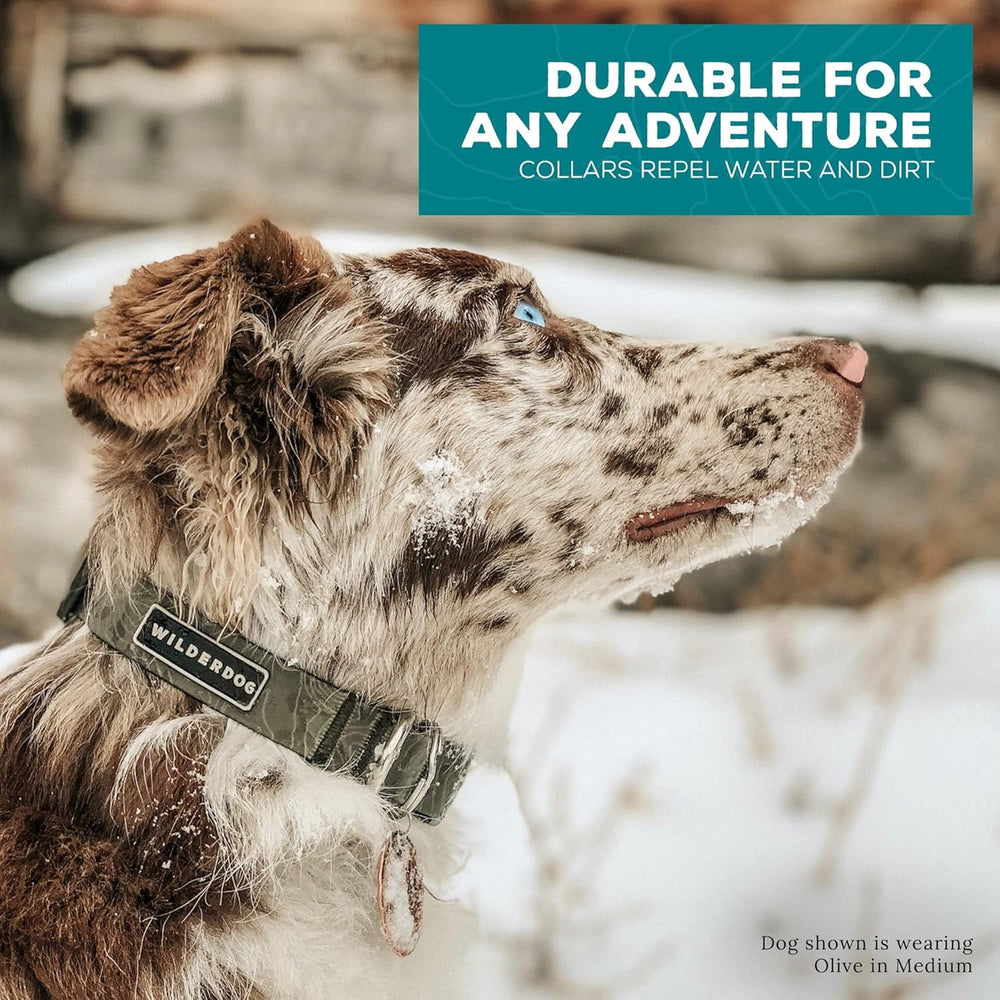Wilderdog waterproof dog collar olive product-in-use on trail highlights rain and snow resistance.
