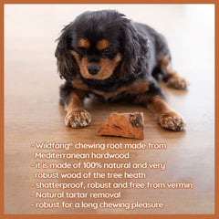 Wildfang Briar Wood Chewing Root Large in-use shot demonstrates long-lasting engagement for heavy chewers.