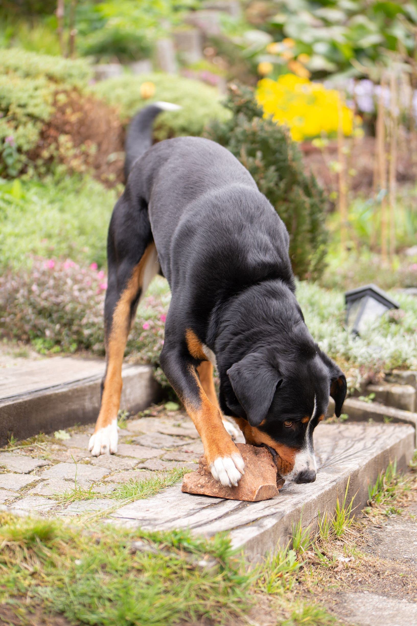Wildfang Briar Wood Chewing Root Large safe natural material for dogs between 55 and 99 pounds.