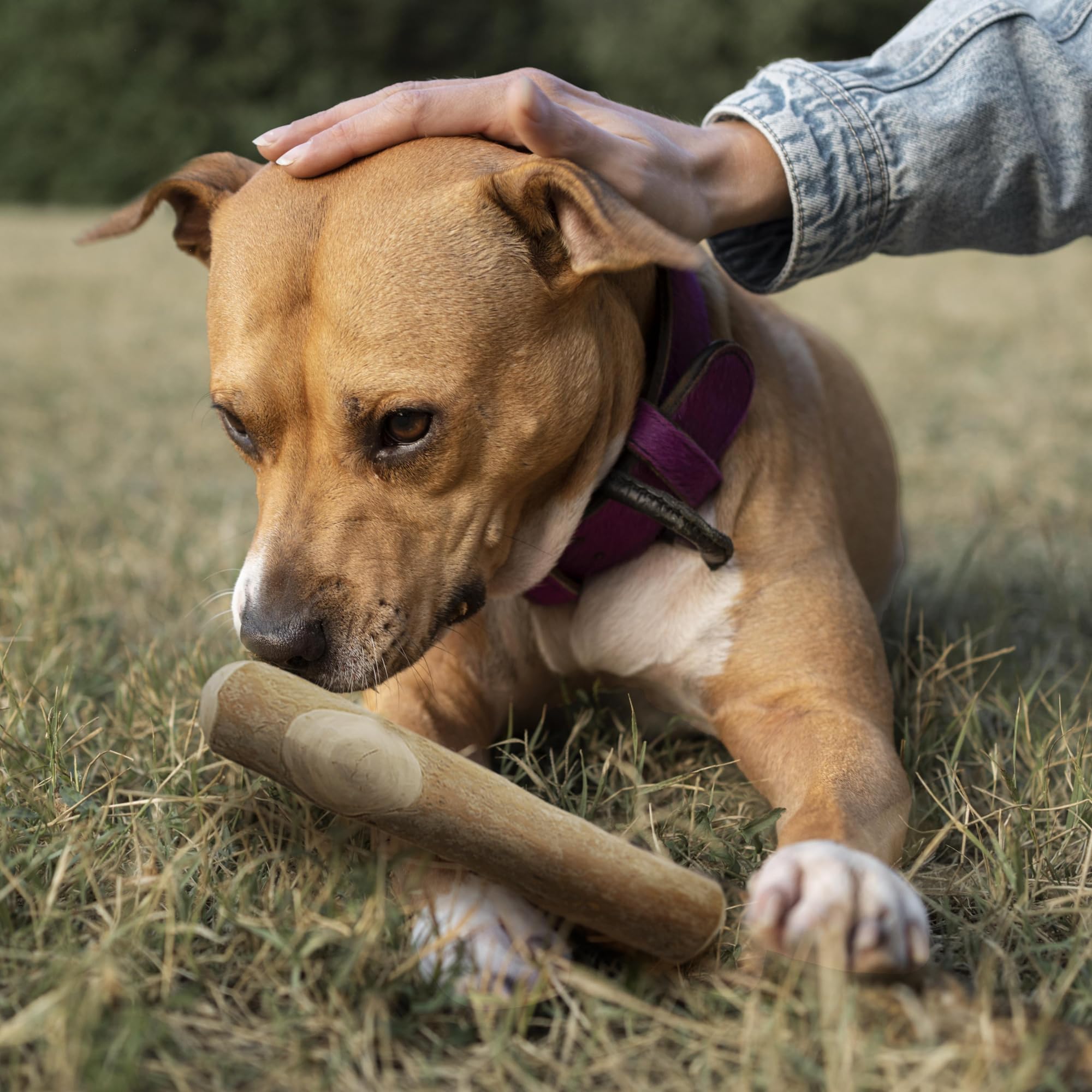 Wildfang coffee wood dog chew dental benefits demo showcases natural plaque reduction potential.