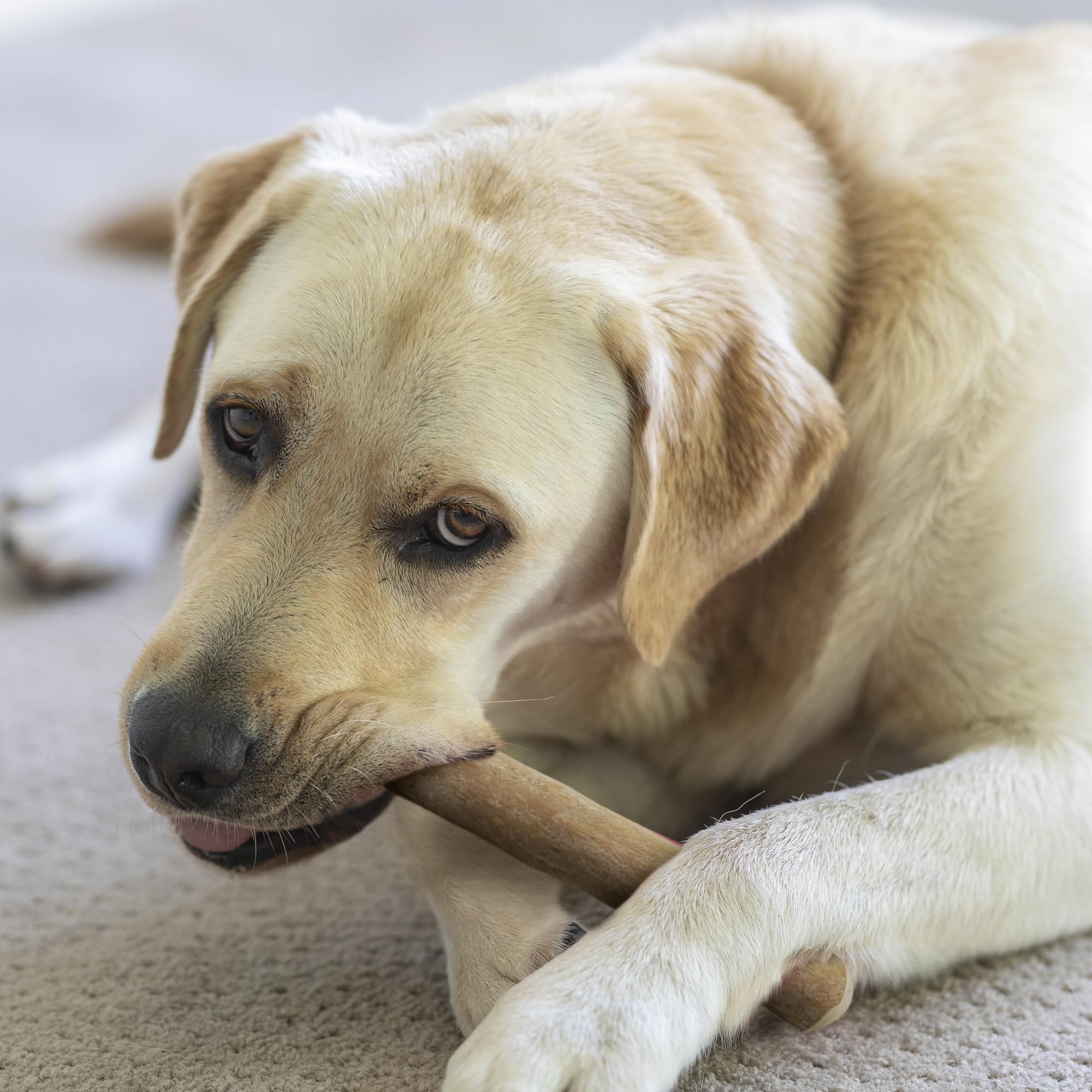 Wildfang coffee wood dog chew size XL label highlights suitability for dogs over 99 pounds.