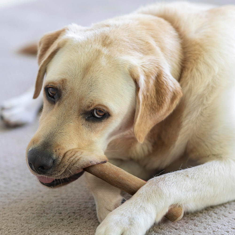 Wildfang coffee wood dog chew size XL label highlights suitability for dogs over 99 pounds.