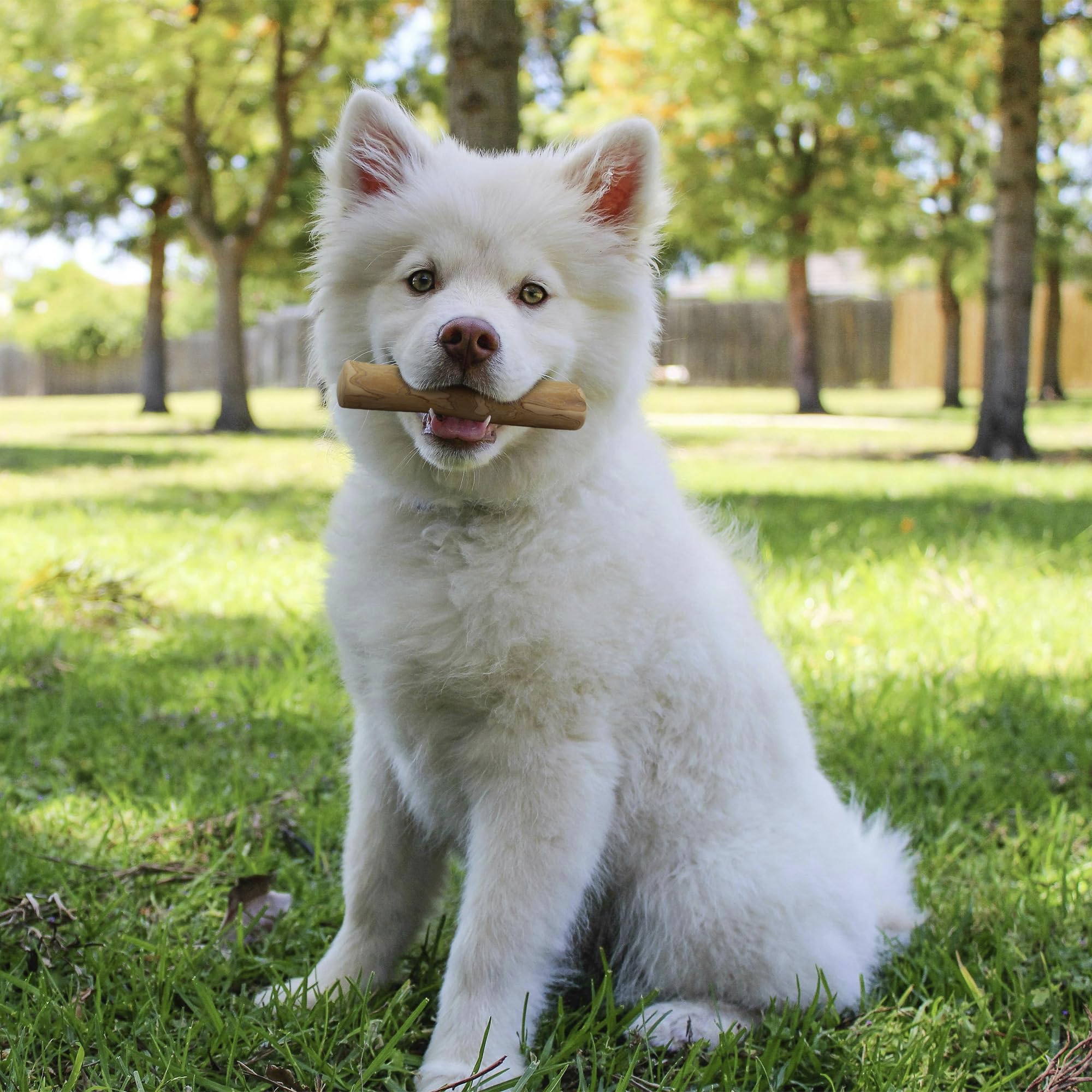 Wildfang Coffee Wood Tree Sticks Small eco-friendly, natural chew option