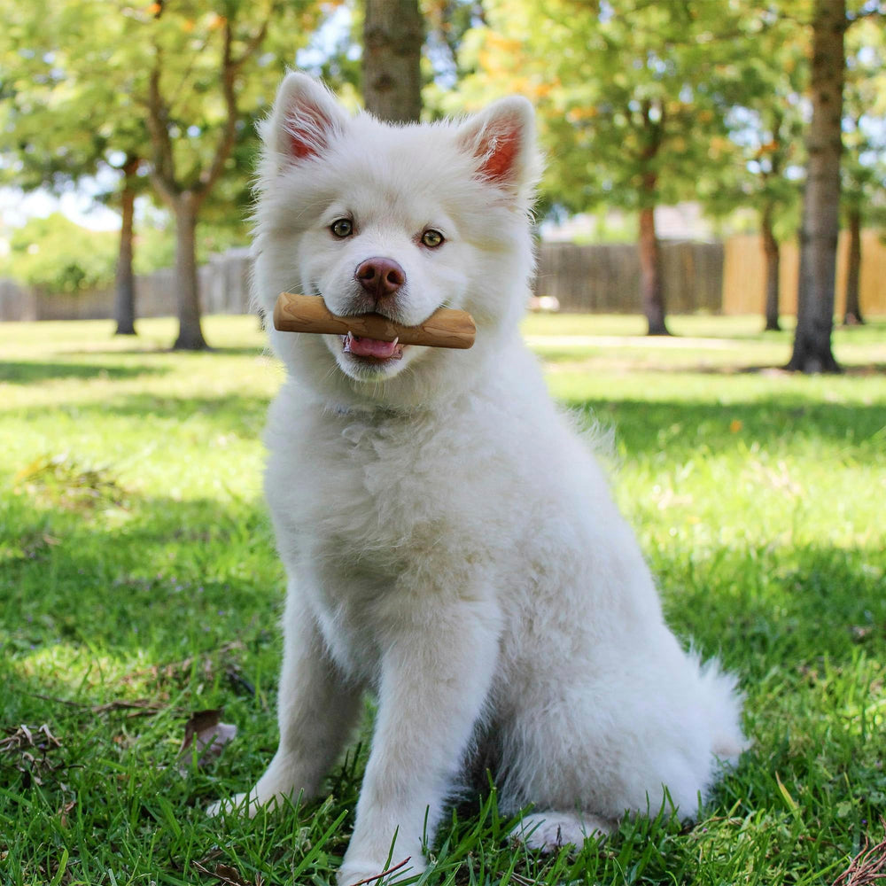 Wildfang Coffee Wood Tree Sticks Small eco-friendly, natural chew option