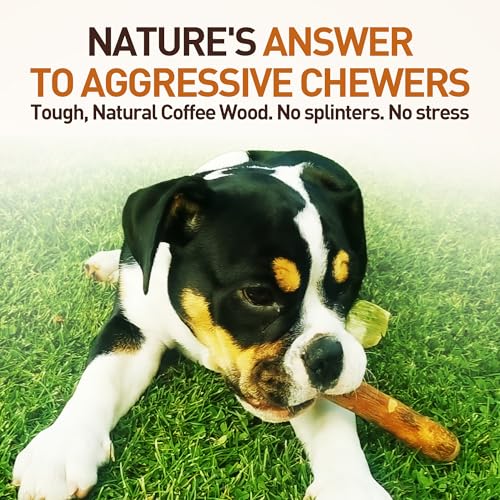 Wildfang olive-oil infused wood chew highlights aroma and conditioning for coat health.