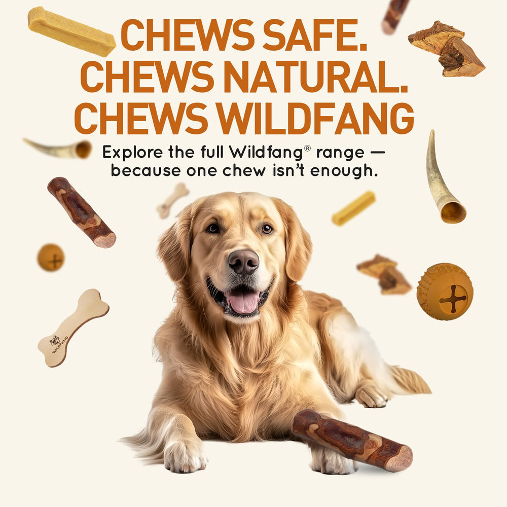 Wildfang Olive Wood dental health demo shows natural plaque removal potential during chewing.
